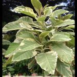Brugmansia maya