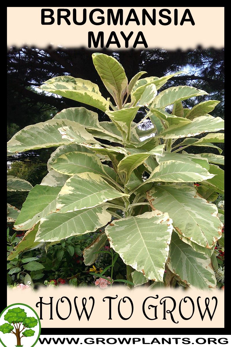 How to grow Brugmansia maya