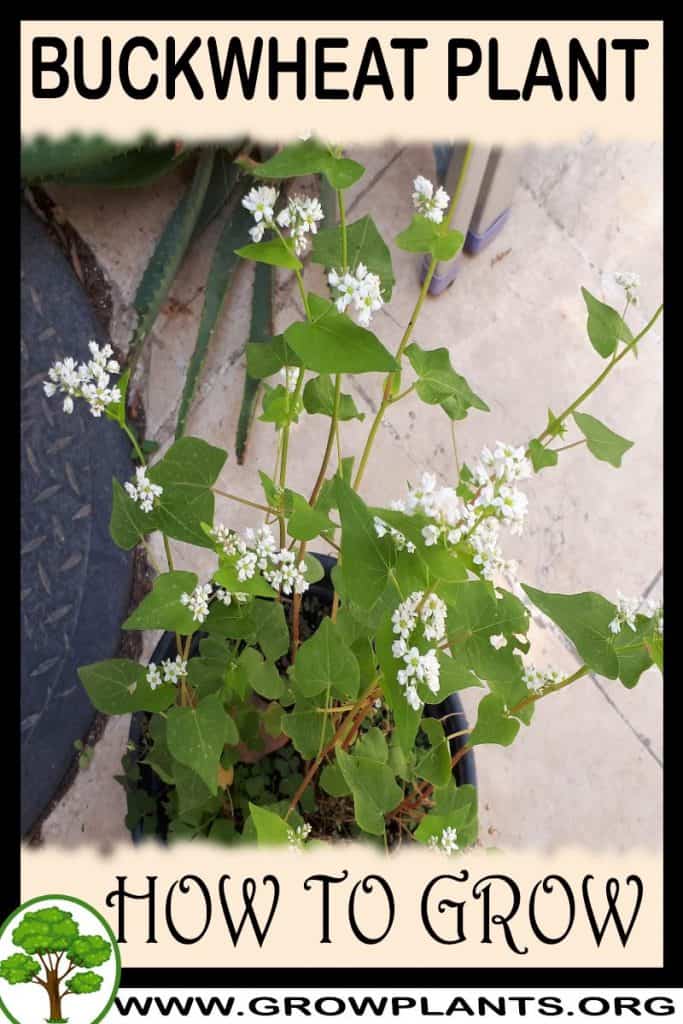 Buckwheat plant