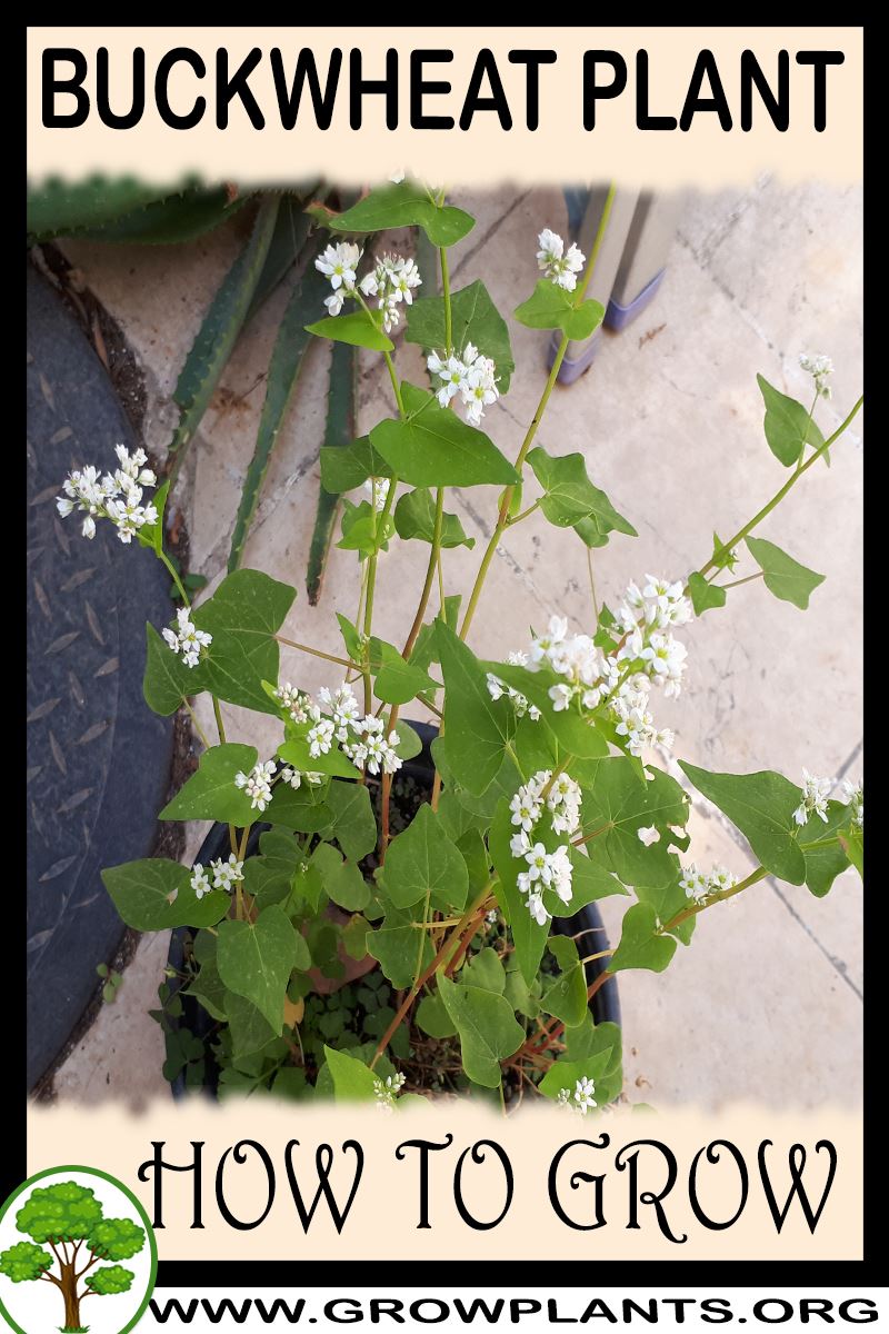 Buckwheat plant How to grow & care