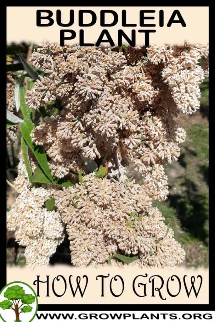Buddleia plant