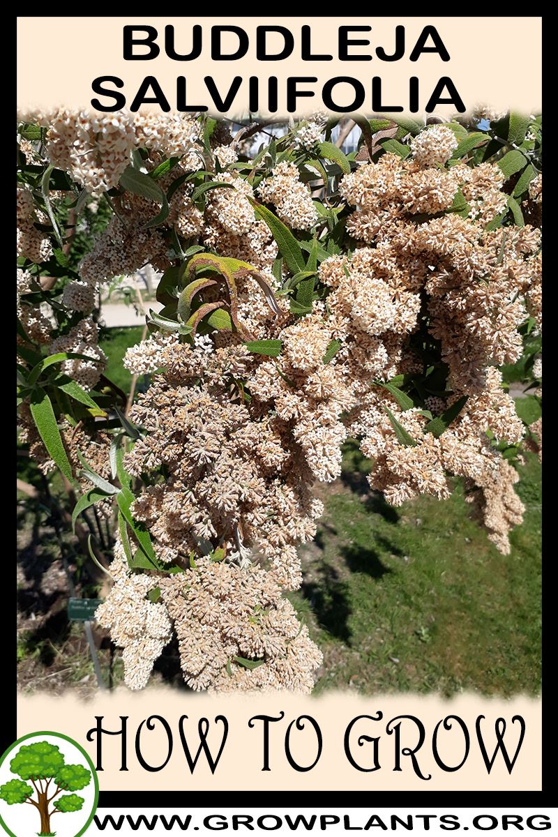 How to grow Buddleja salviifolia