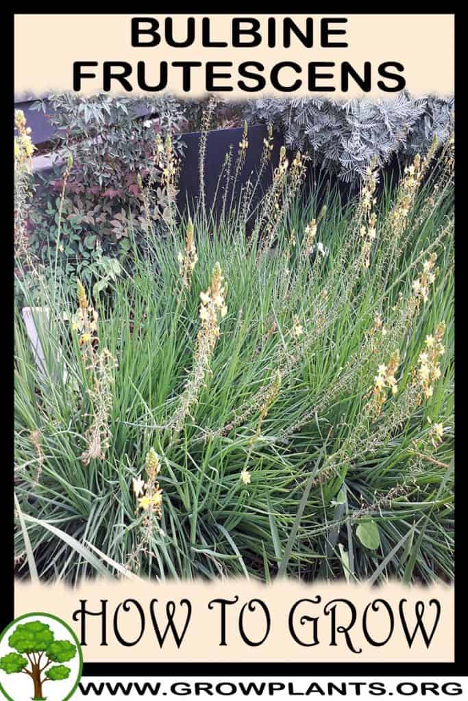 Bulbine frutescens