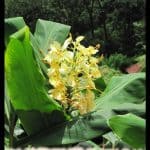 Butterfly ginger