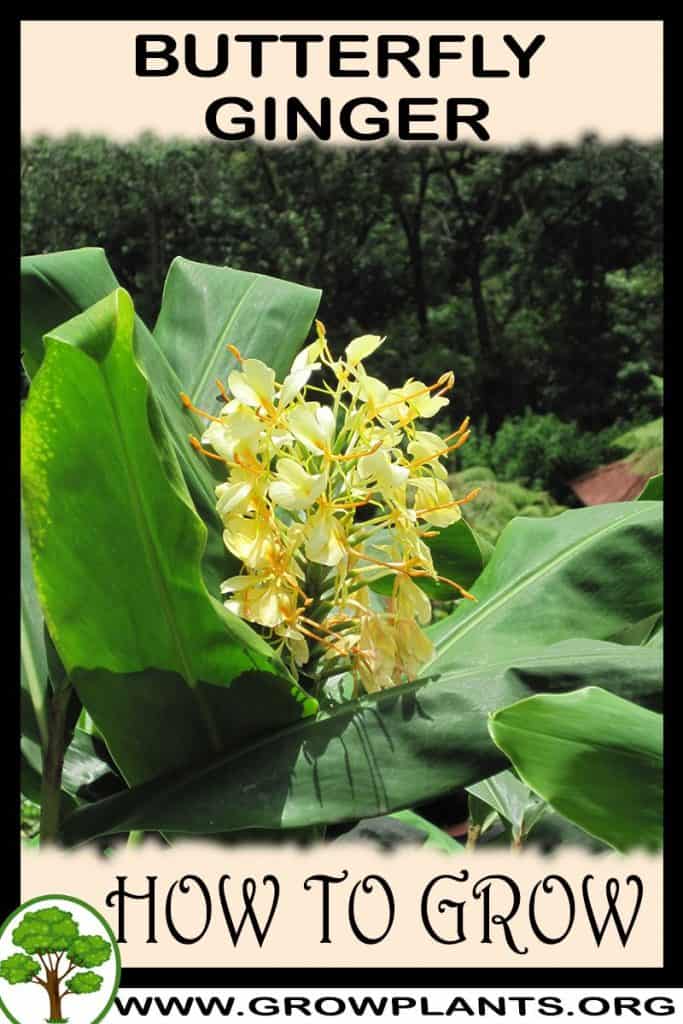 Butterfly ginger