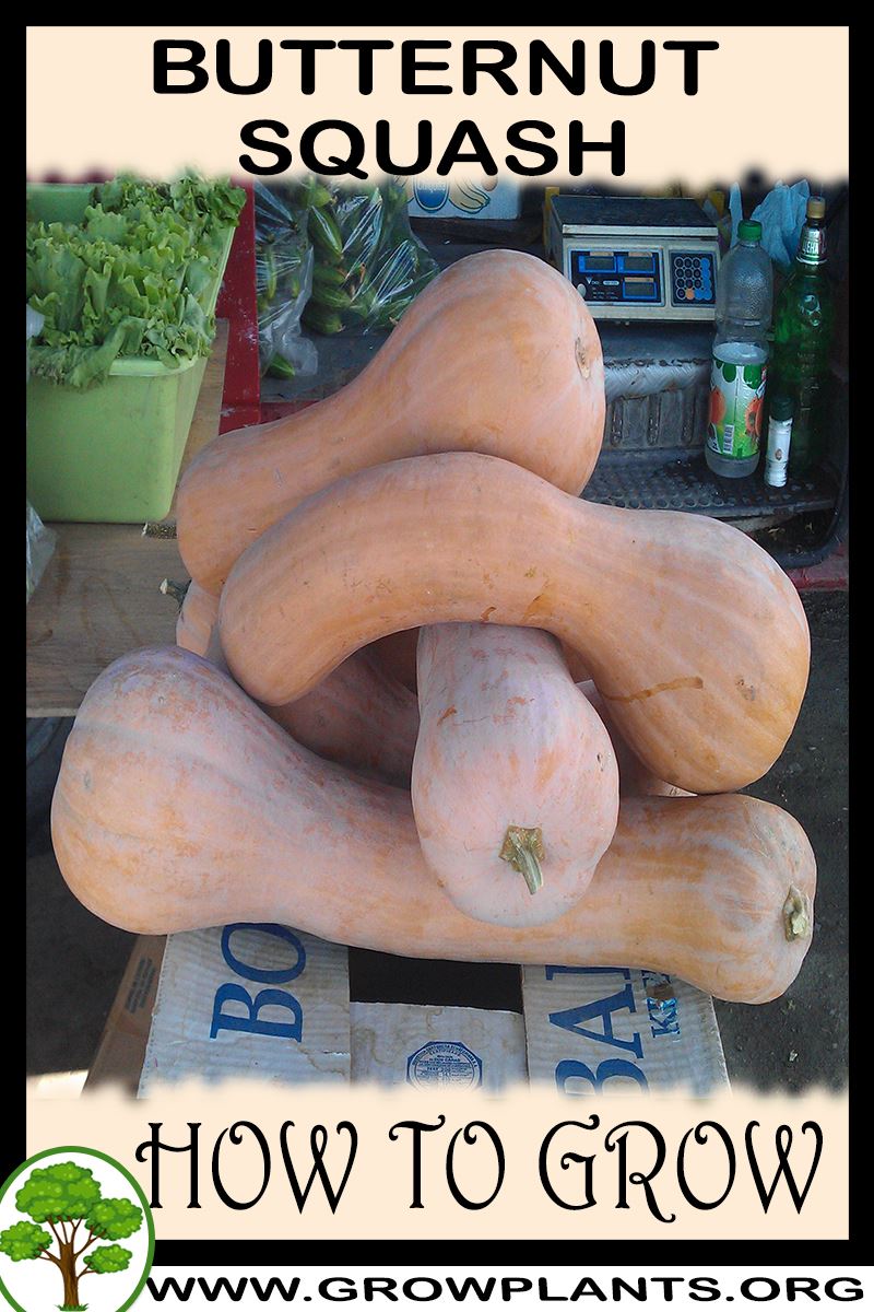Butternut squash plant How to grow & care