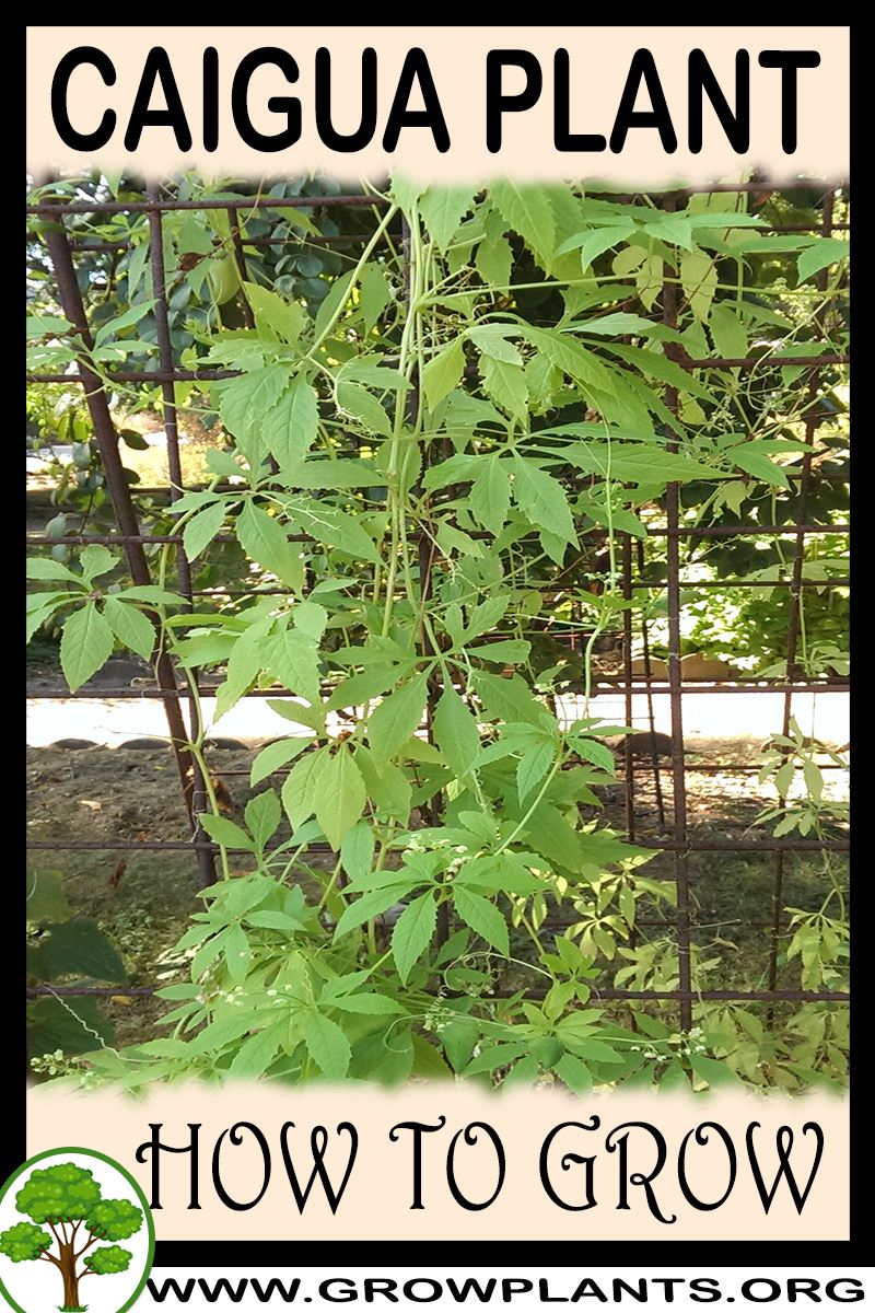 How to grow Caigua