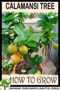 How to grow Calamansi