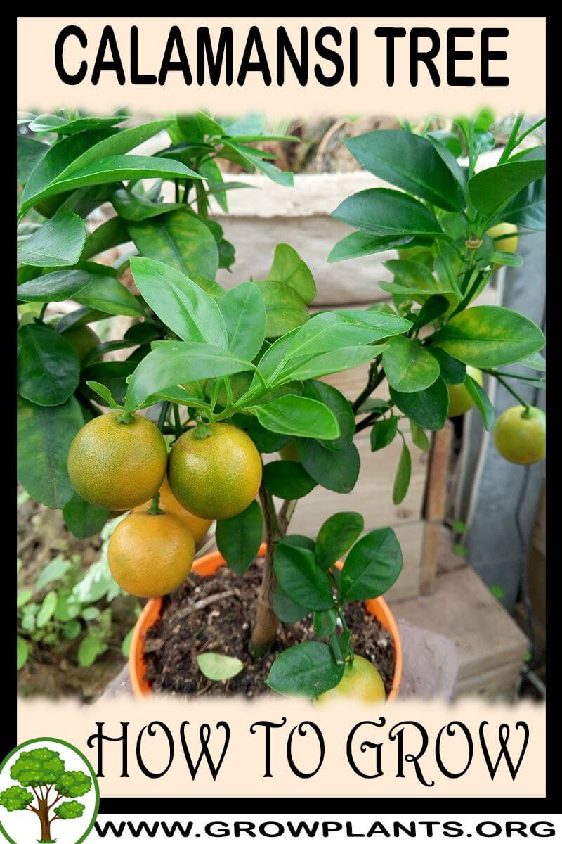 How to grow Calamansi