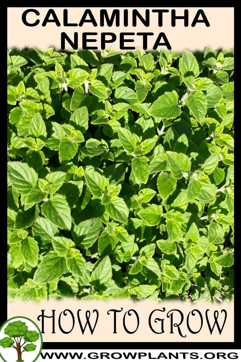 How to grow Calamintha nepeta