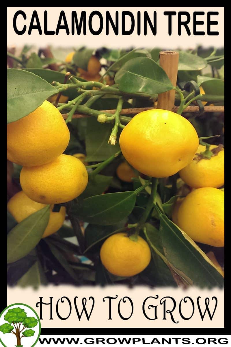 How to grow Calamondin