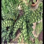 Calathea