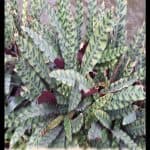 Calathea lancifolia
