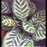 Calathea makoyana