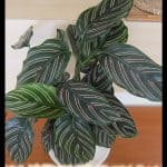 Calathea ornata