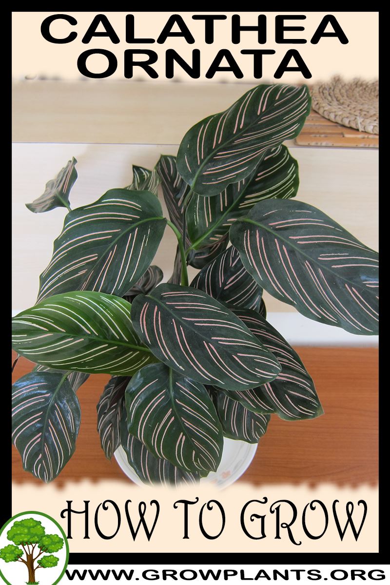 How to grow Calathea ornata