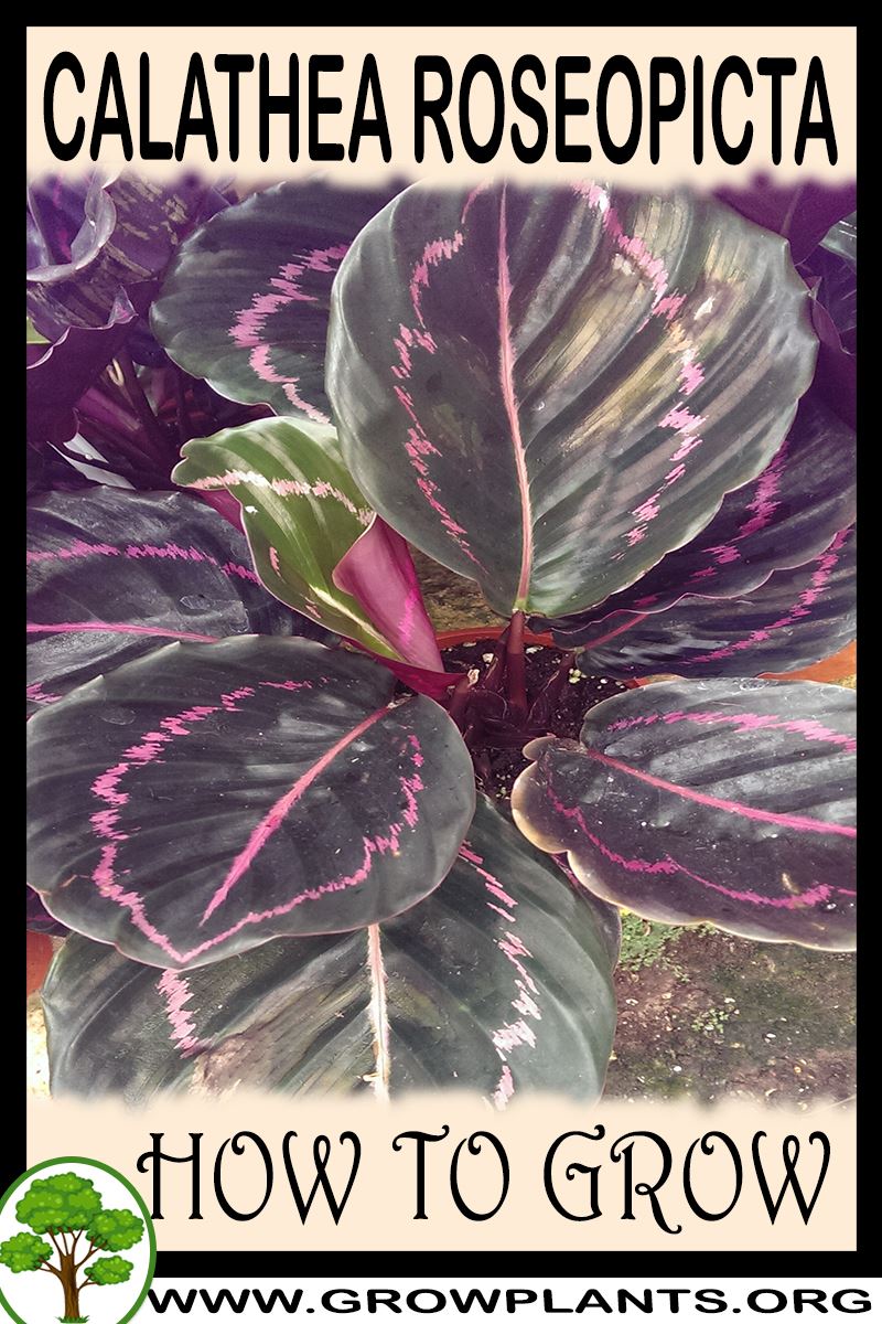 How to grow Calathea roseopicta