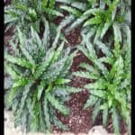 Calathea rufibarba