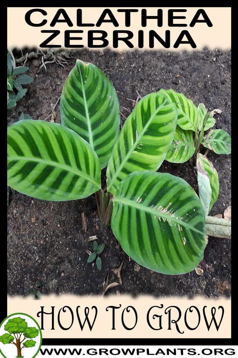 How to grow Calathea zebrina