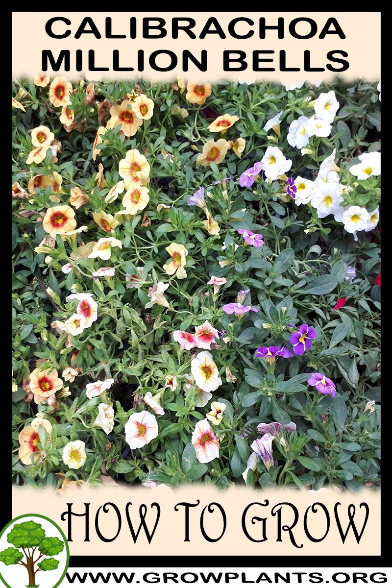 Calibrachoa million bells How to grow & care