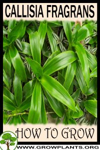 How to grow Callisia fragrans