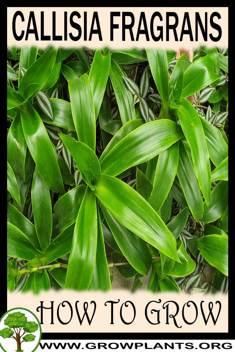 How to grow Callisia fragrans