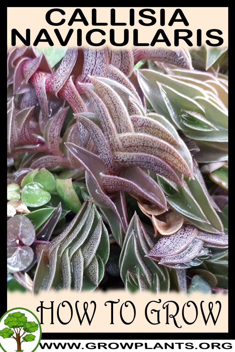 How to grow Callisia navicularis