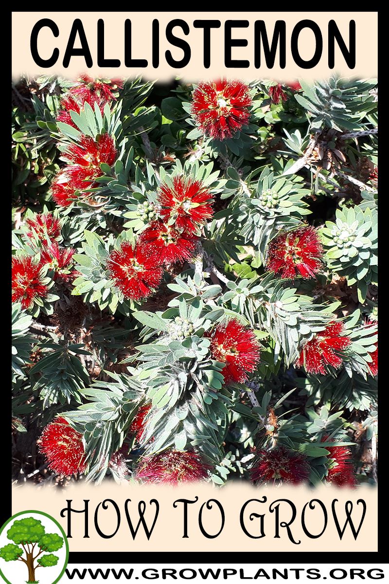 How to grow Callistemon