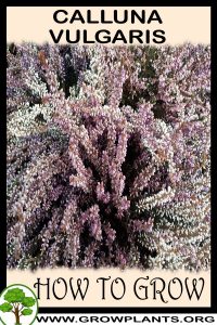 How to grow Calluna vulgaris