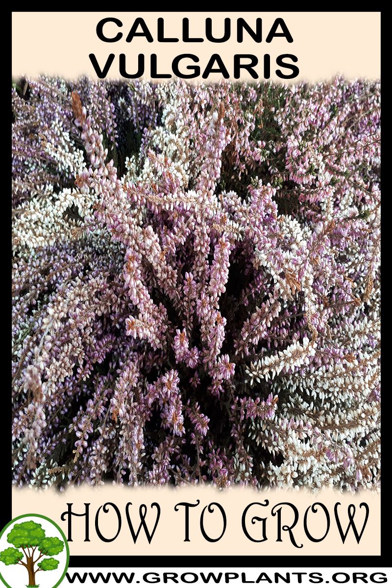 How to grow Calluna vulgaris