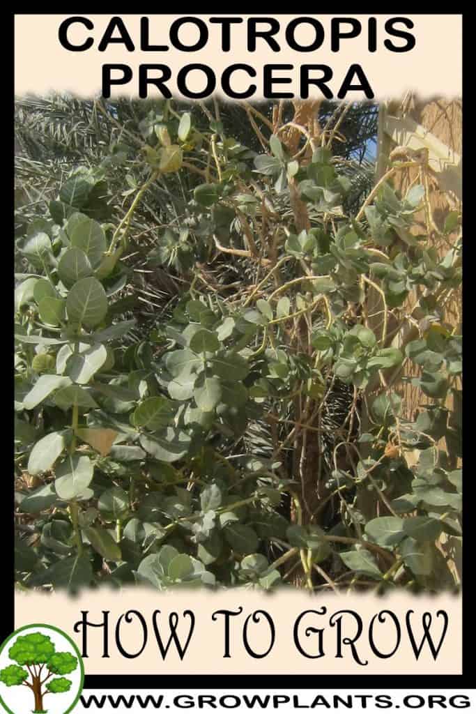 Calotropis procera
