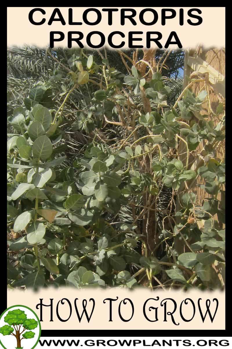 How to grow Calotropis procera