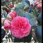 Camellia Japonica