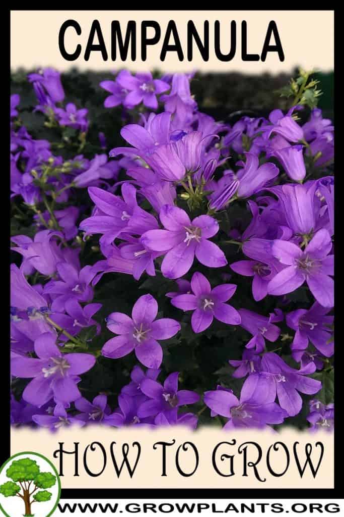 Campanula