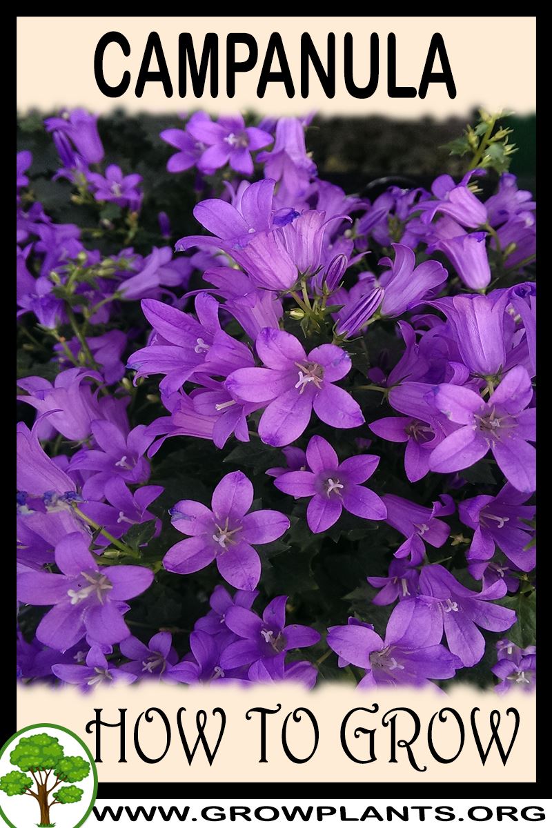 How to grow Campanula
