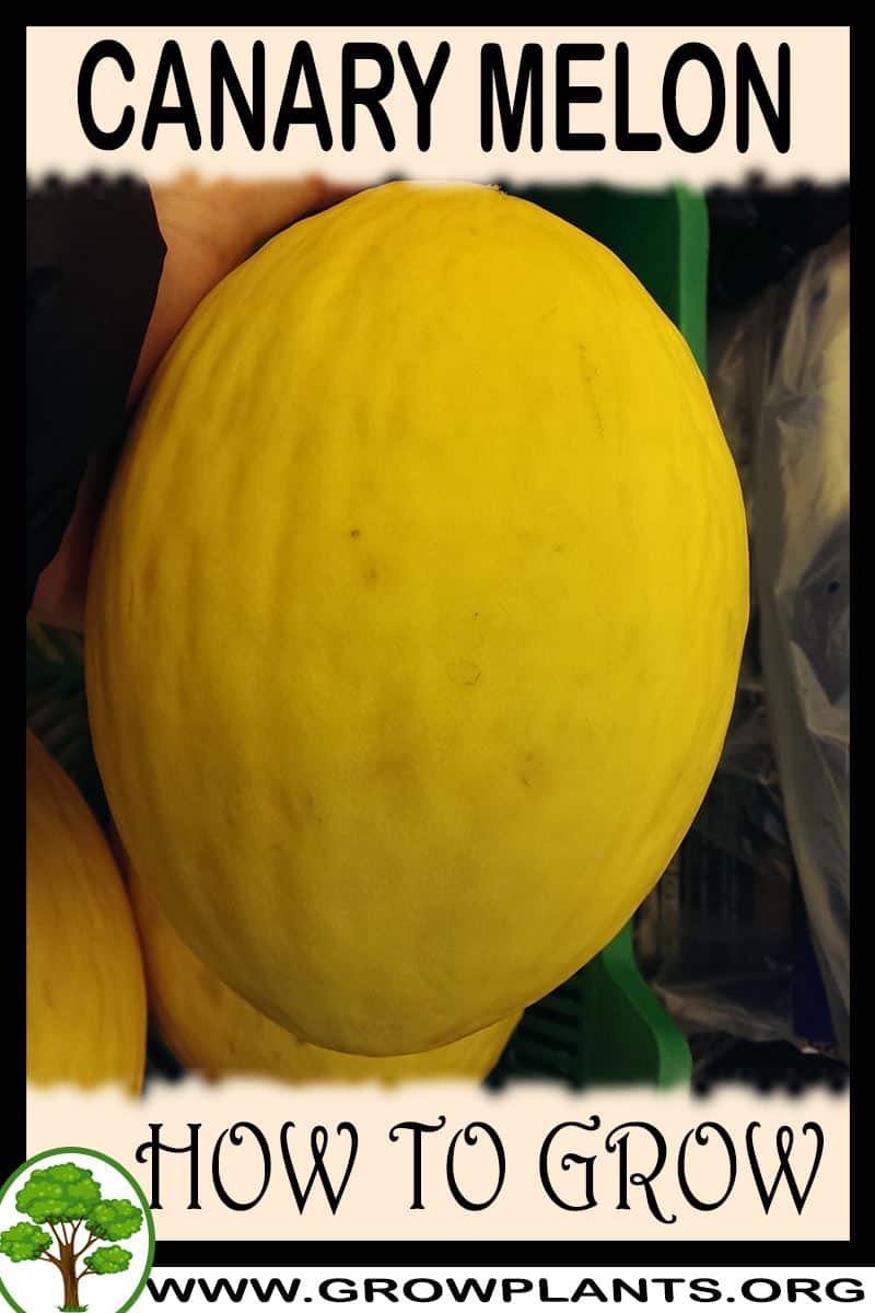 Canary melon How to grow & care