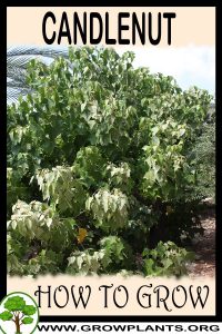 How to grow Candlenut