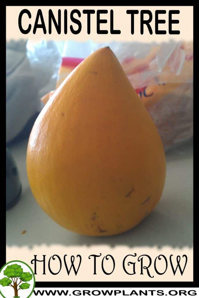 Canistel