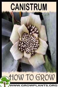 How to grow Canistrum