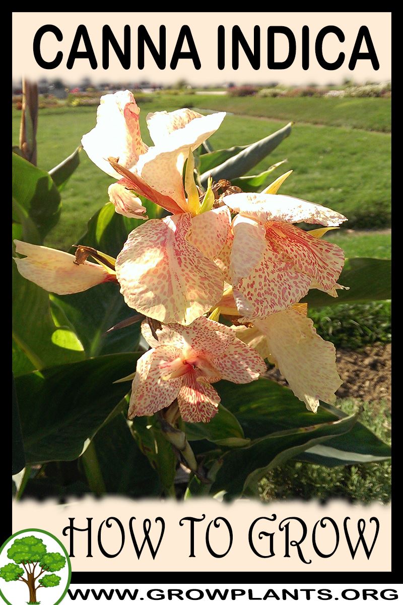 How to grow Canna indica