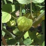 Cape gooseberry