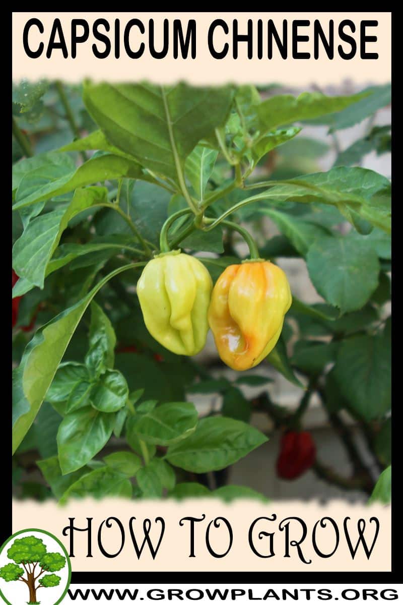 How to grow Capsicum chinense