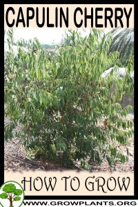 How to grow Capulin cherry