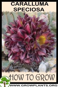 How to grow Caralluma speciosa