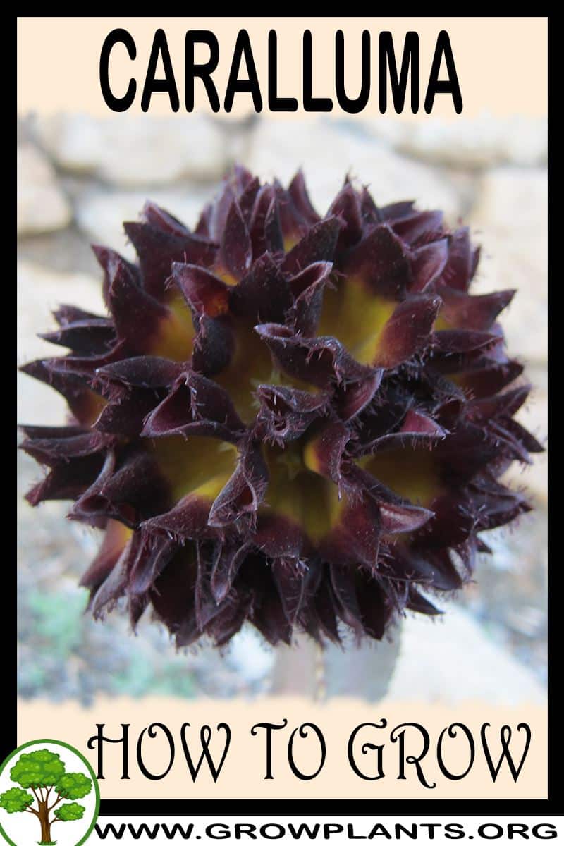 How to grow Caralluma