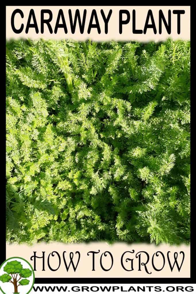 Caraway plant