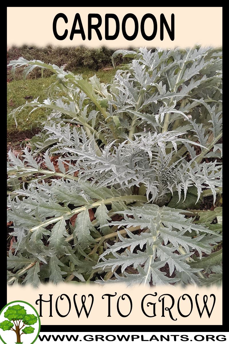 How to grow Cardoon