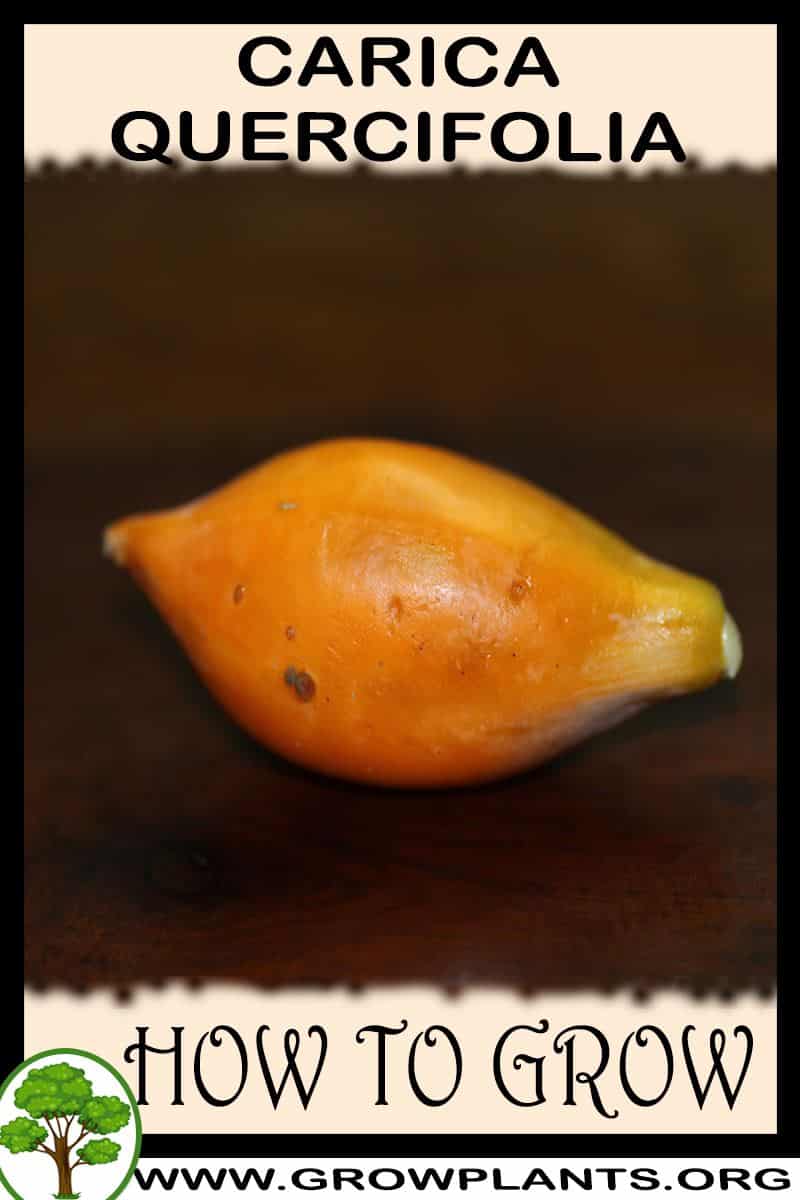 How to grow Carica quercifolia