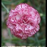 Carnation plant