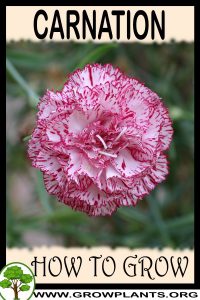 How to grow Carnation